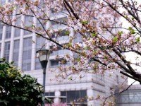 上海外國語師范大學賢達經濟人文學院虹口校區(qū)2023年招生錄取分數線