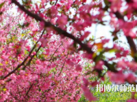 鄭州大學師范學院主校區2023年報名條件、招生要求、招生對象