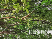 湖南師范大學2023年報名條件、招生要求、招生對象